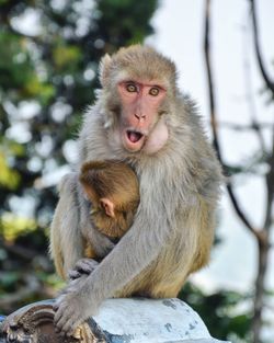 Close-up of monkey sitting outdoors