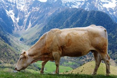 Side view of cow grazing on hill against mountain