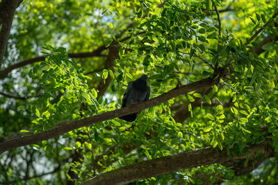 Low angle view of bird perching on tree in forest