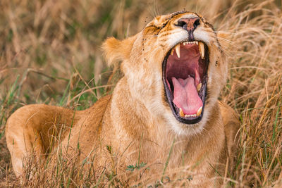 Close-up of a cat yawning