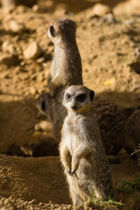 Lion standing on rock in zoo