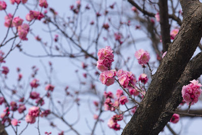 Close-up of pink cherry blossoms in spring