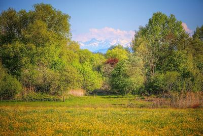 Trees on field against sky