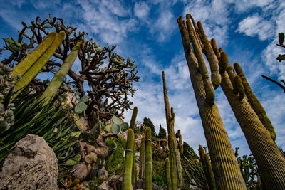 Low angle view of cactus growing on field against sky