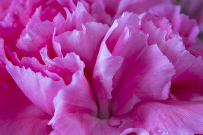 Close-up of pink rose flower