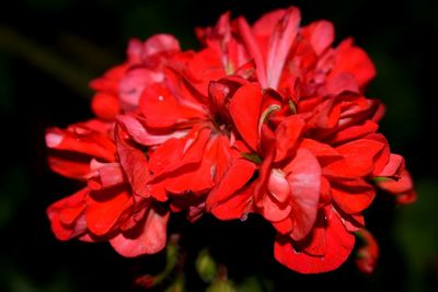 Close-up of red flowers blooming outdoors