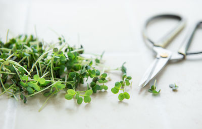 Fresh organic radish micro green on tile background