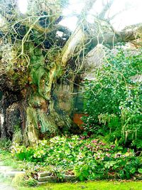 Plants growing in park