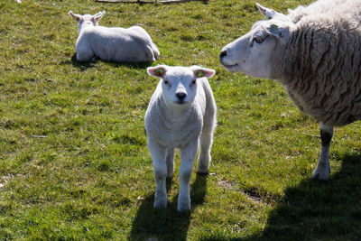 Lamb with mother