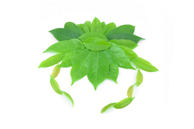 High angle view of leaves against white background