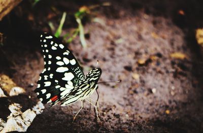 Close-up of butterfly