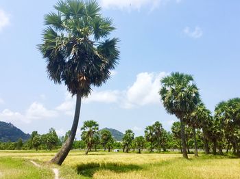 Low angle view of palm trees on field against sky