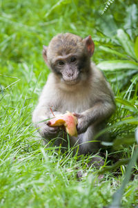 Portrait of monkey sitting on field