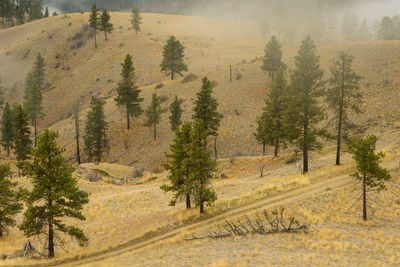 Ponderosa pine trees in the fog