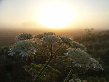 Close-up of flowers blooming at sunset