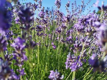 Close-up of purple flowering plants on field