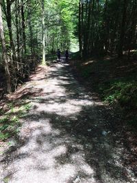 Dirt road amidst trees in forest