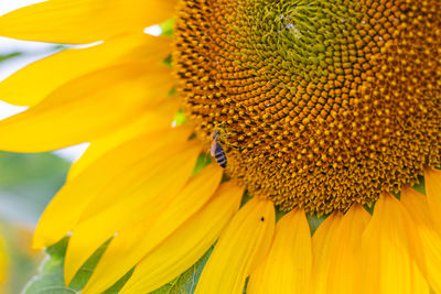 Close-up of honey bee on sunflower