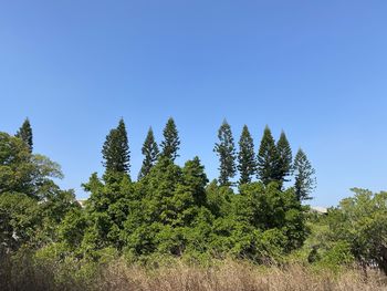 Trees on field against clear blue sky