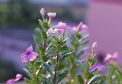 Madagascar periwinkle flower. also called nayantara flower in bengali.