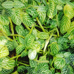 Full frame shot of green leaves