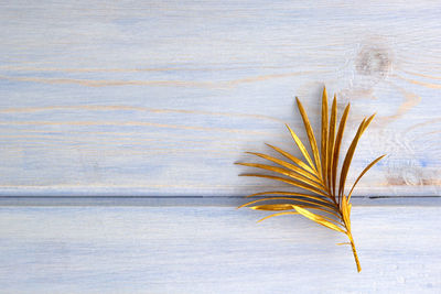 Golden palm leaf on light blue wooden background. creative minimal modern concept of organic 