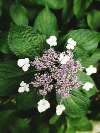 Close-up of white flowers blooming outdoors