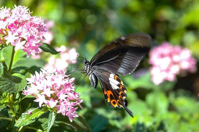 Close-up of butterfly pollinating on flower