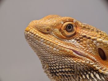 Closeup bearded dragons