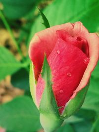 Close-up of red flower