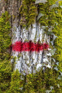 Low angle view of trees growing in forest