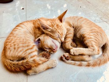 High angle view of cats sleeping