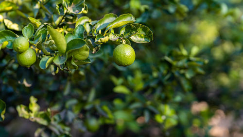 Close-up of fruits growing on tree