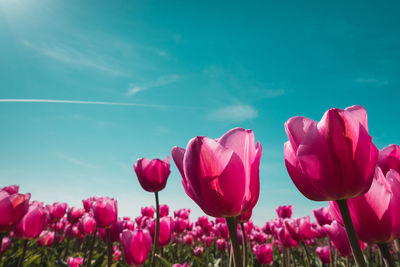 Close-up of pink tulips against sky