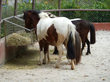 Horses standing in ranch