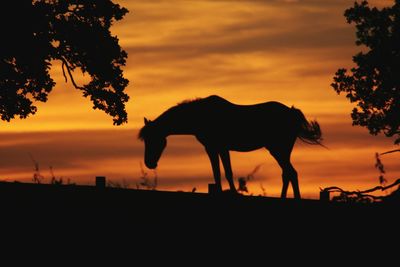 Silhouette of horse on field