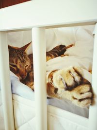 Cat sleeping on bed