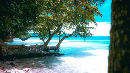 Trees by sea against sky