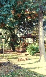 Trees growing in park