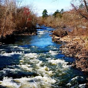 Scenic view of river amidst trees in forest