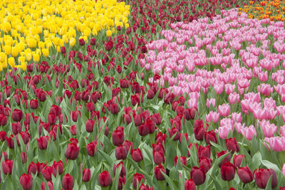 Red tulips blooming on field