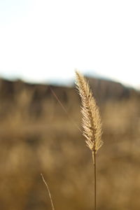 Close-up of wheat growing on field against clear sky