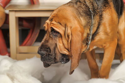 Close-up of a dog resting