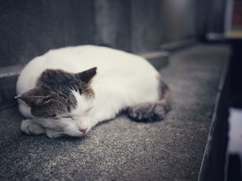 Close-up of cat sleeping