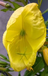 Close-up of yellow flower