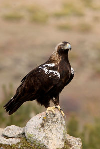 Close-up of eagle perching on rock