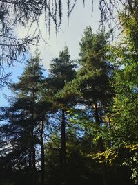 Low angle view of trees in forest