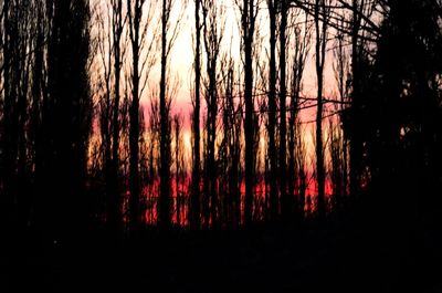 Silhouette trees in forest during sunset