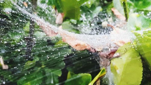 Close-up of spider on web