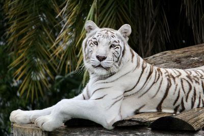 White tiger in a zoo